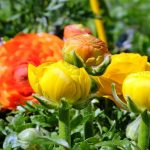Ranunculus – Tips And Guidance For The Best Possible Care
