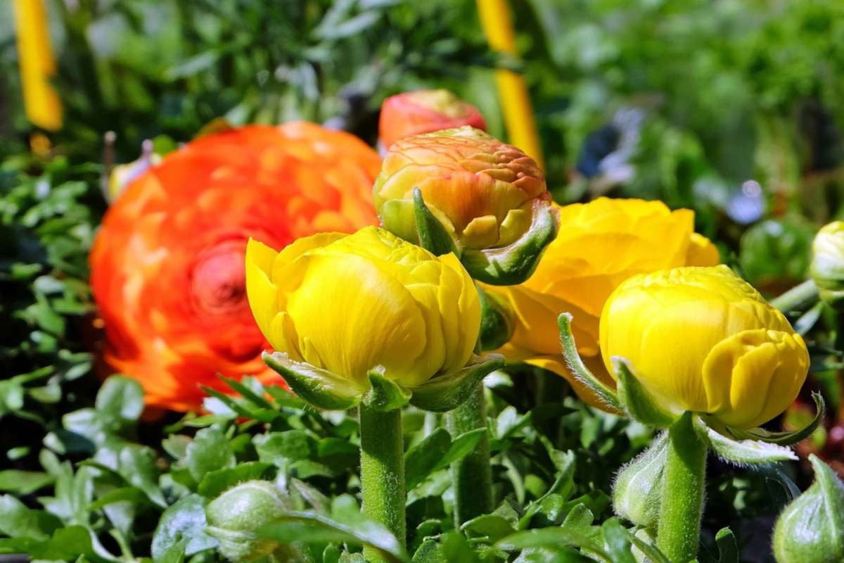 Ranunculus – Tips And Guidance For The Best Possible Care