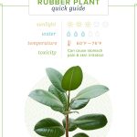 Rubber Plant Care: Growing Information And Tips | Proflowers