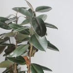 Rubber Plant Growing And Care Guide | Martha Stewart