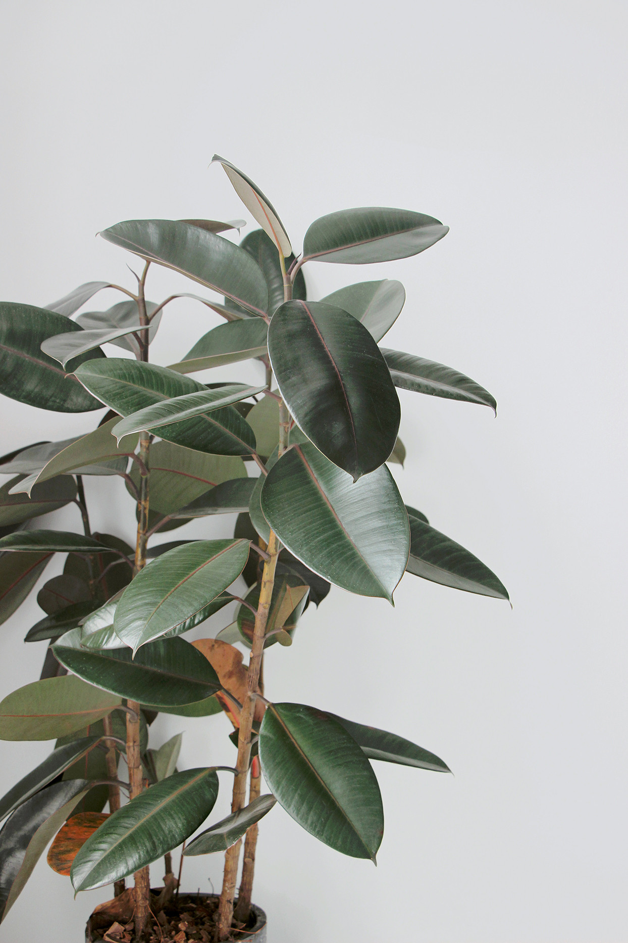 Rubber Plant Growing And Care Guide | Martha Stewart