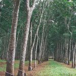 Rubber Tree | Definition & Facts | Britannica