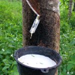 Rubber Tree | Rainforest Alliance