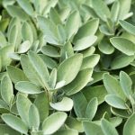 Sage | Description, Plant, Herb, Uses, &amp; Facts | Britannica