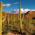 Saguaro | Description, Distribution, & Facts | Britannica