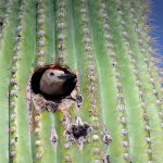 Saguaro | San Diego Zoo Animals & Plants