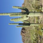 Saguaro - Wikipedia