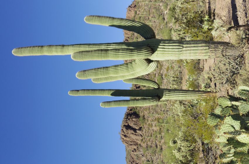  Saguaro Cactus Plant