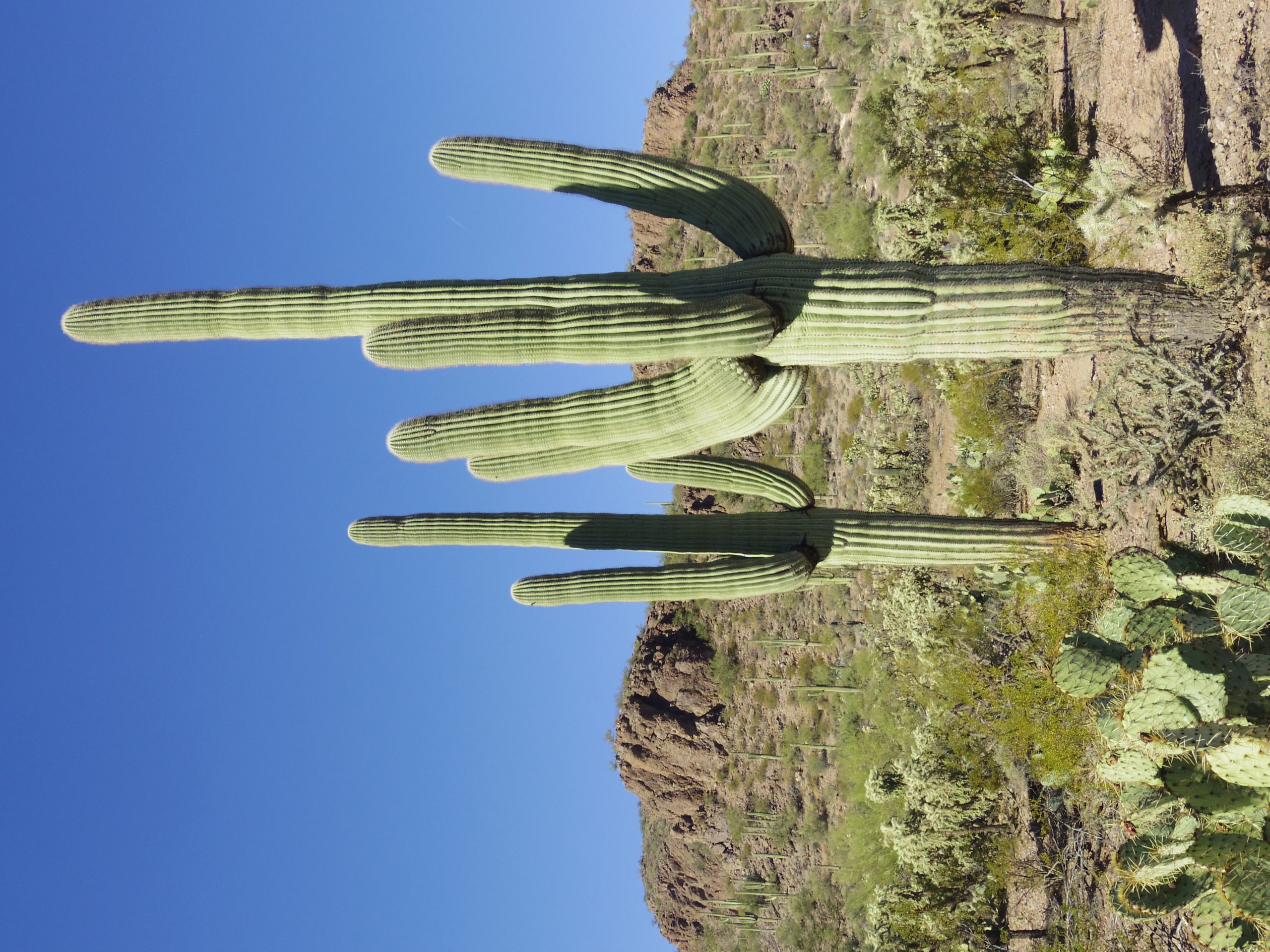 Saguaro – Wikipedia