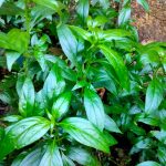 Serpentina Plant, Furniture & Home Living, Gardening, Plants