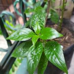 Serpentina Plant – Photography – Xiaomi Community – Xiaomi