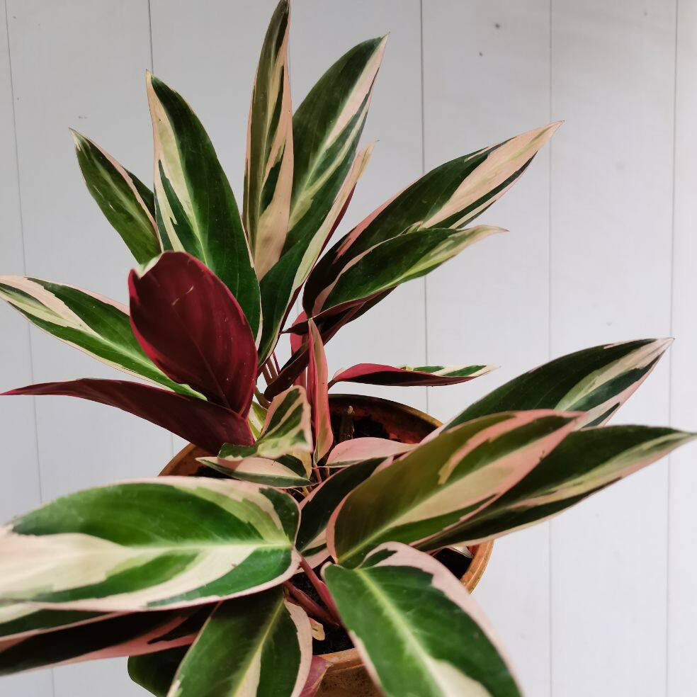 Sov , Stromanthe Triostar ,Magebta Triostar ,Indoor Plant , Real