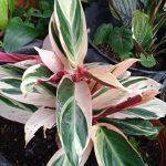 Stromanthe Triostar 2 To 3 Plants Per Pot Ideal For Indoor And Outdoor  Garden Decoration Ready In Stock