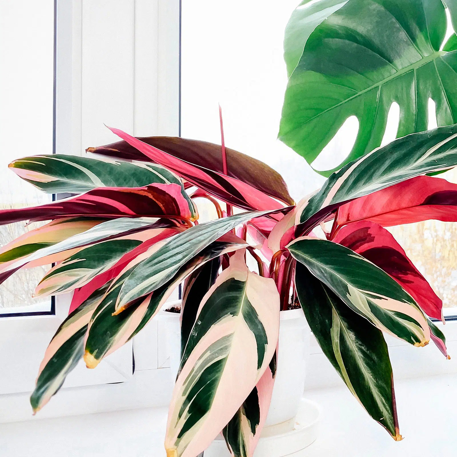 Stromanthe Triostar: Easy Care Tips For This Striking Pink