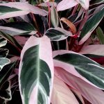 Stromanthe Triostar Plant Care Guide