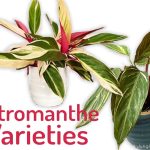 Stromanthe Varieties – Different Types Of Stromanthe Plants – My