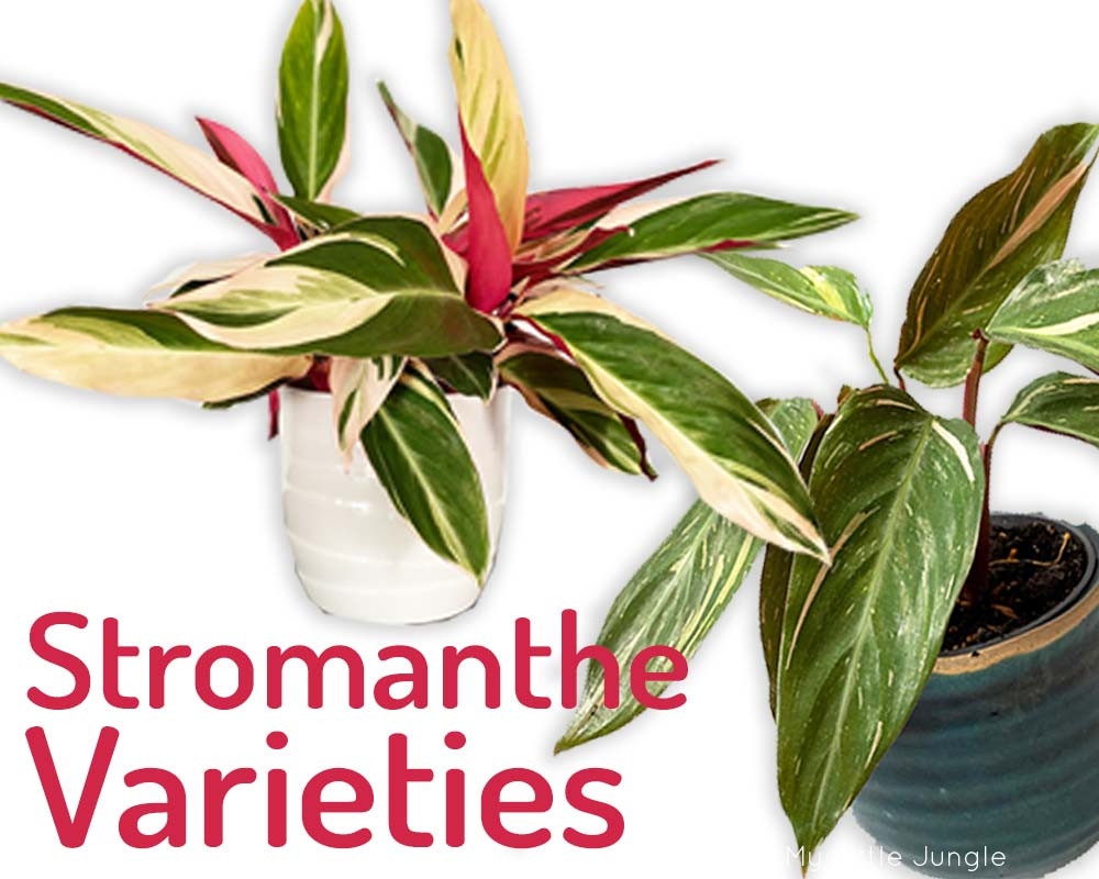 Stromanthe Varieties - Different Types Of Stromanthe Plants - My