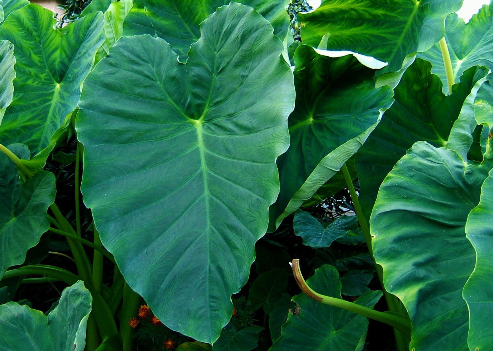 Taro (Colocasia Esculenta), Leaves | Feedipedia