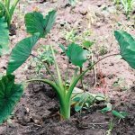 Taro (Colocasia Esculenta), Plant | Feedipedia