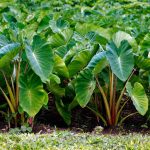 Taro | Description, Plant, Root, Edible, Poisonous, & Facts