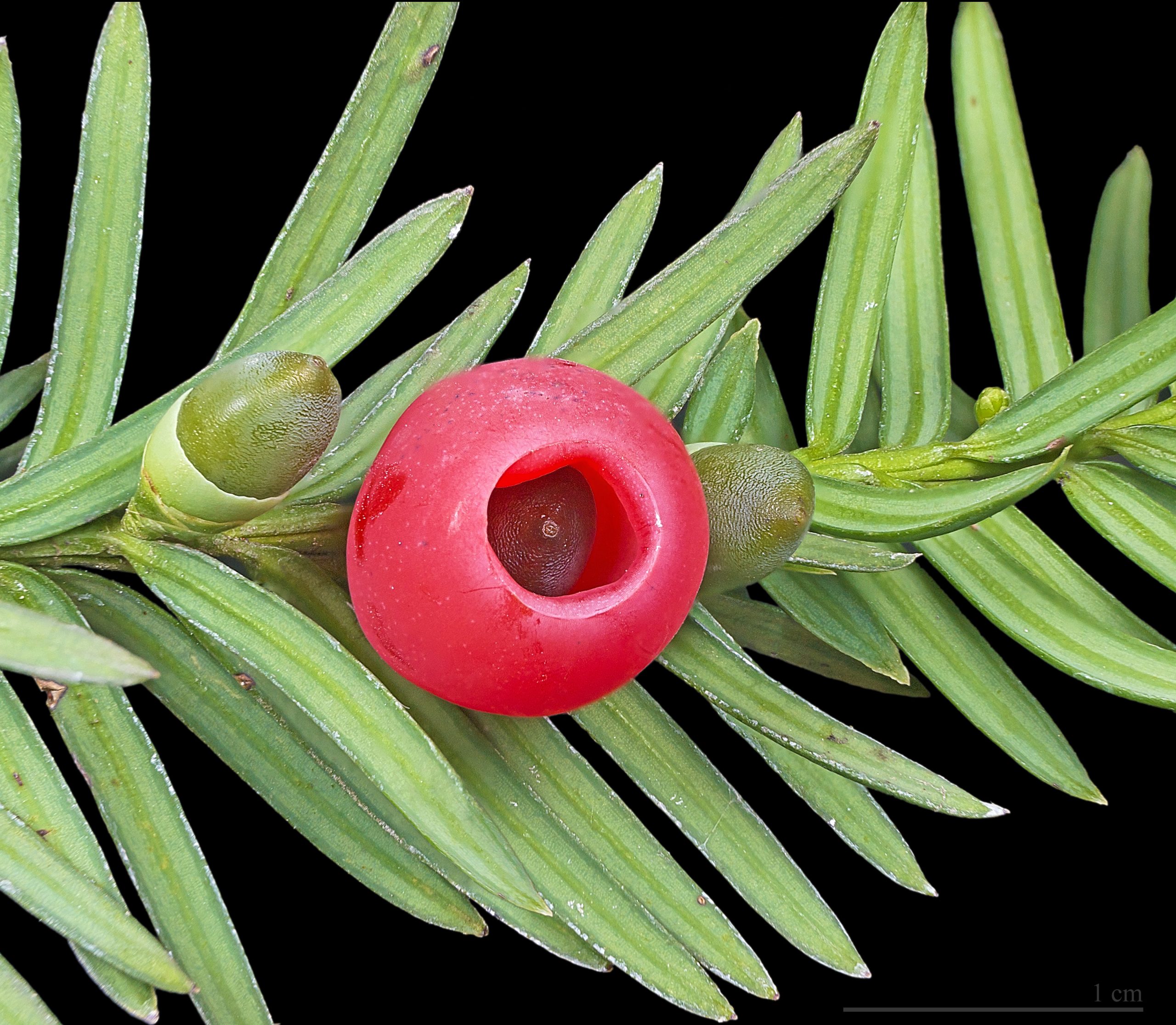 Taxus Baccata – Wikipedia