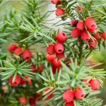 Taxus Yew Shrubs – How To Grow Yew Bushes