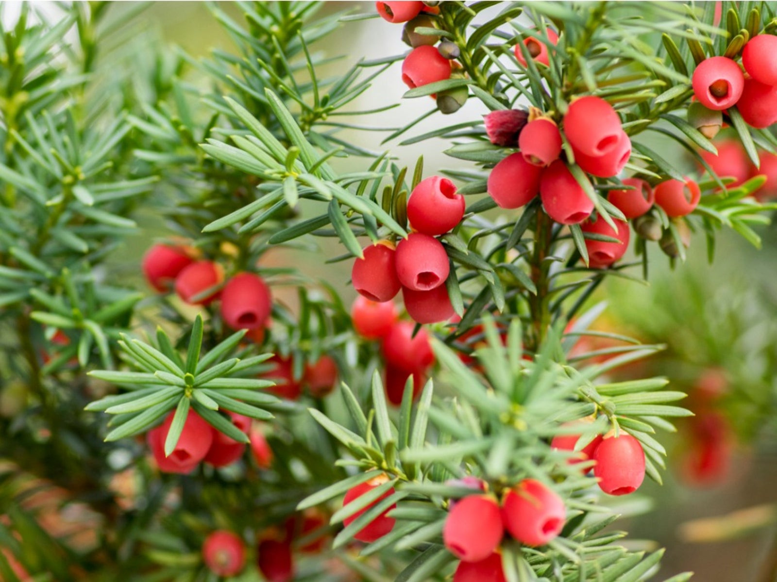 Taxus Yew Shrubs – How To Grow Yew Bushes