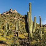 The Healthy Saguaro: How To Spot Ailments In The Giant Cacti