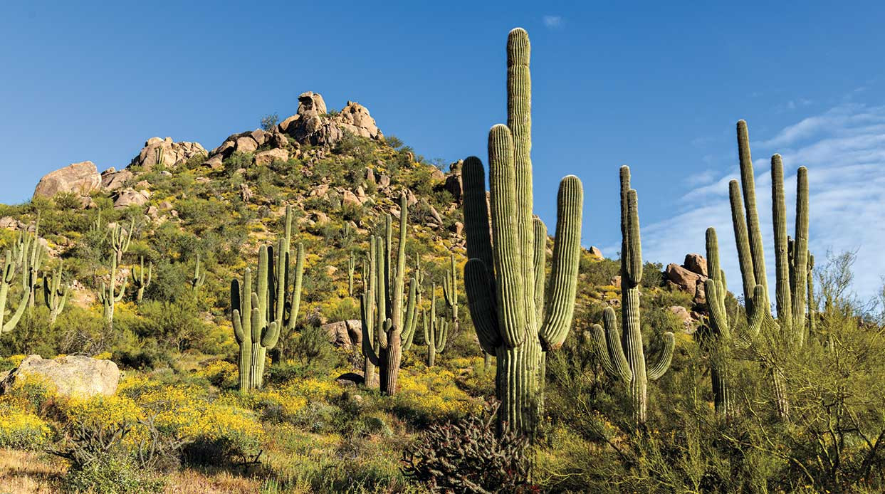 The Healthy Saguaro: How To Spot Ailments In The Giant Cacti