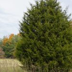 The Pros And Cons Of The Eastern Redcedar | Piedmont Master Gardeners