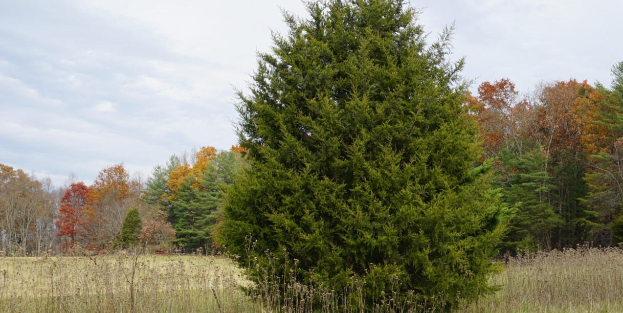 The Pros And Cons Of The Eastern Redcedar | Piedmont Master Gardeners