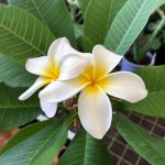 The Ultimate Guide For Indoor Plumeria/Frangipani