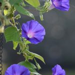 Tips & Information About Morning Glory – Gardening Know How