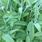 Tis The Season For Sage – Indiana Yard And Garden – Purdue