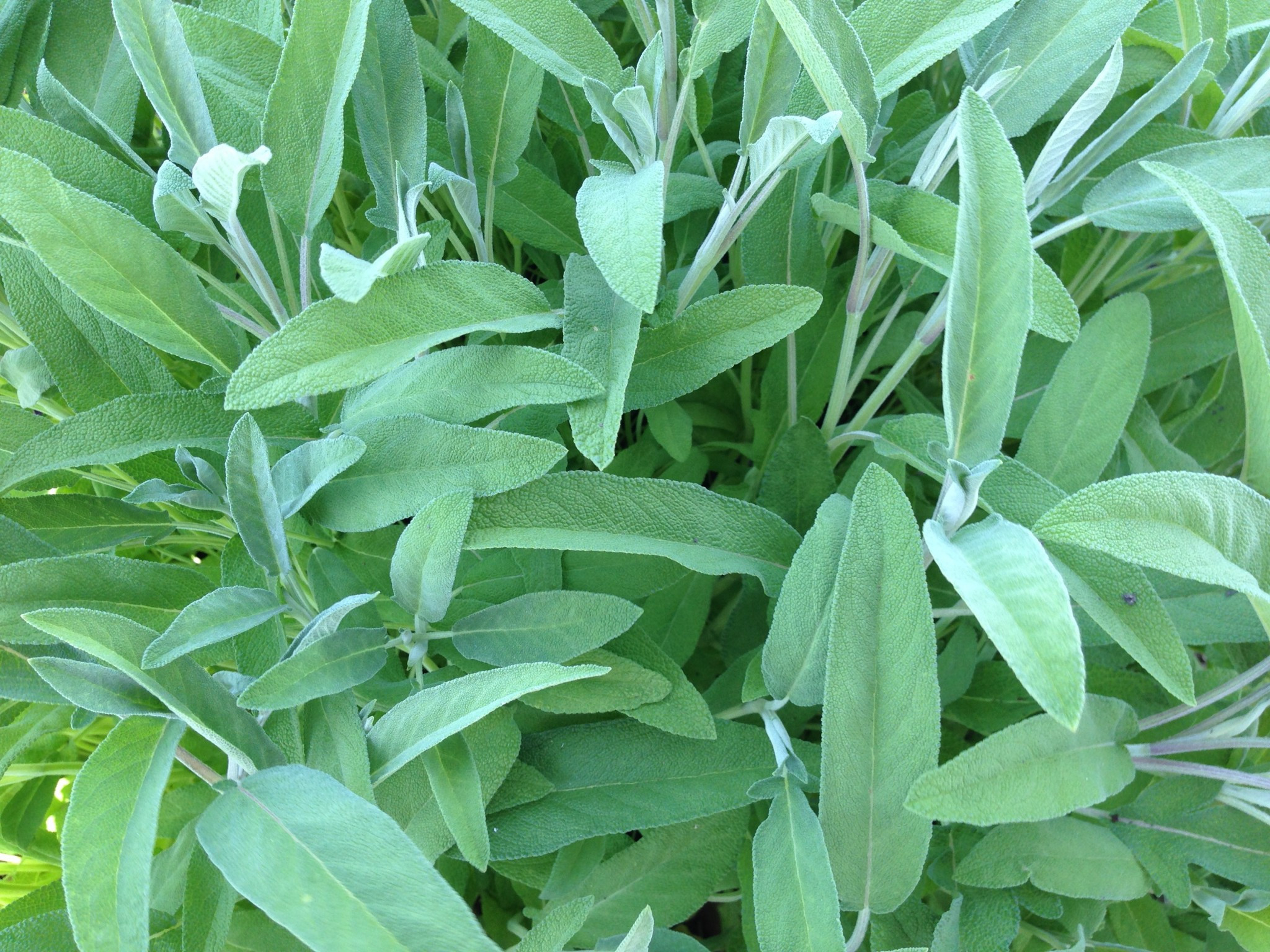 Tis The Season For Sage – Indiana Yard And Garden – Purdue