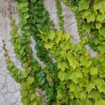 Top 10 Ground Cover Creeper And Climber Plants 2022 – Thetreeshop