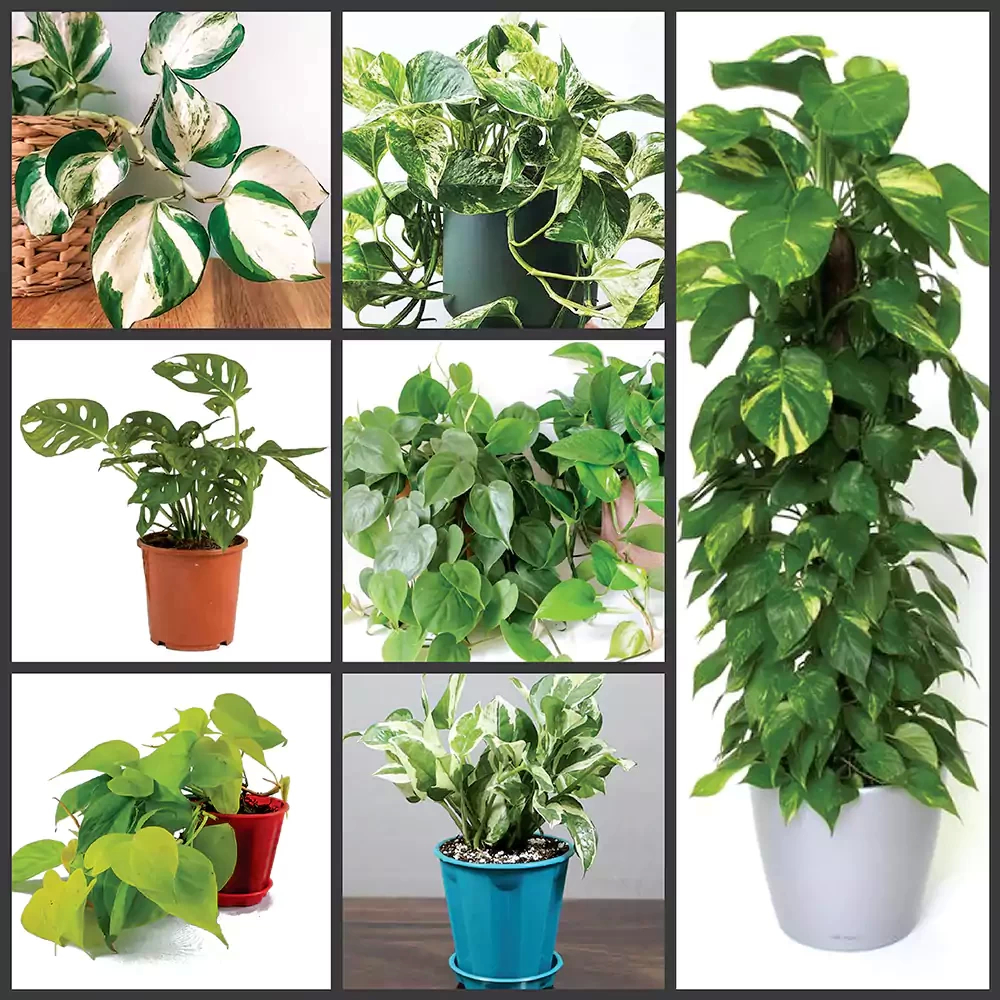 Top 7 Climbers & Creepers Plant Pack