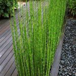 Water Bamboo, Buy Horsetail Equisetum Plant Online At Nursery Nisarga