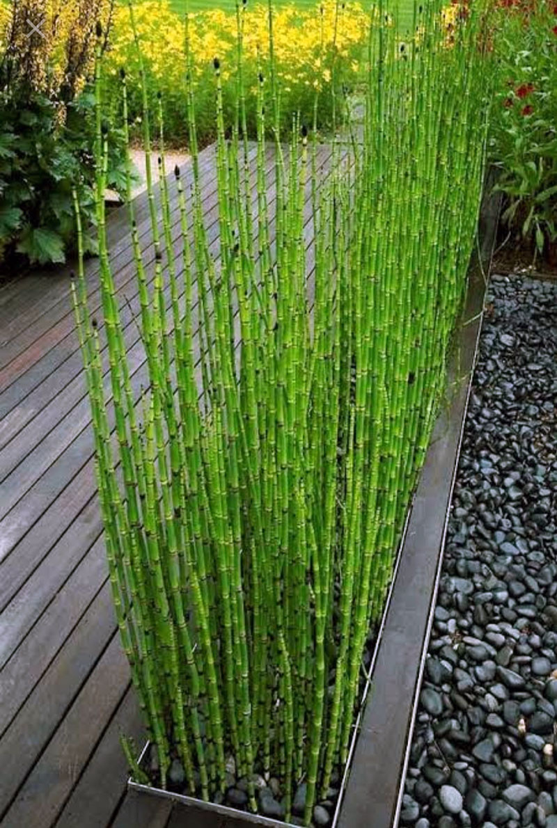 Water Bamboo, Buy Horsetail Equisetum Plant Online At Nursery Nisarga