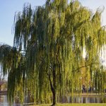 Weeping Willow