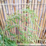 Weeping Willow, Furniture & Home Living, Gardening, Plants & Seeds