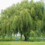 Weeping Willow Tree | Salix Babylonica | Why I Use This Tree In My Pond!