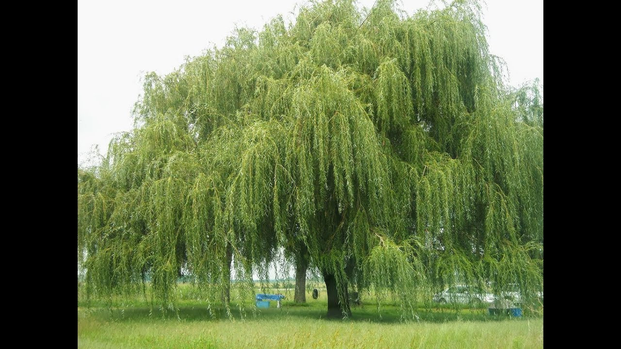 Weeping Willow Tree | Salix Babylonica | Why I Use This Tree In My Pond!