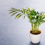 What Is A Parlor Palm Plant? | Martha Stewart