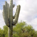 What You Should Know About Saguaro Cactus – Debra Lee Baldwin