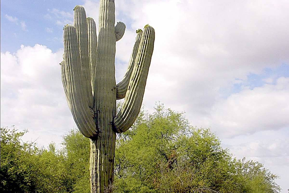 What You Should Know About Saguaro Cactus - Debra Lee Baldwin