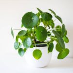 Where To Position Pilea Peperomioides For Optimal Growth And Feng