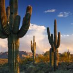 Where To See Saguaro Cactus In Phoenix, Az | Hiking & Nature