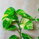 Will Pothos Plants Climb Walls Or A Trellis?