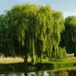 Willow Tree Care – Tips For Planting Willow Trees In The Landscape